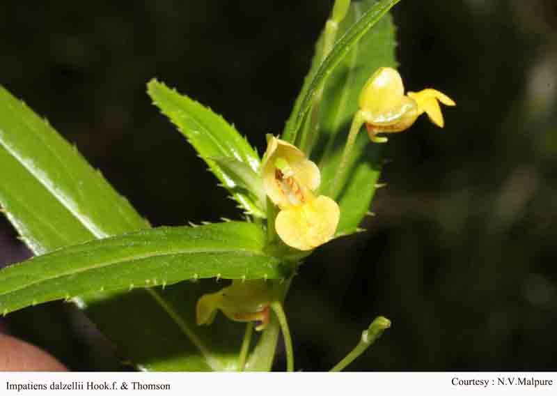 Impatiens dalzellii Hook.f. & Thomson